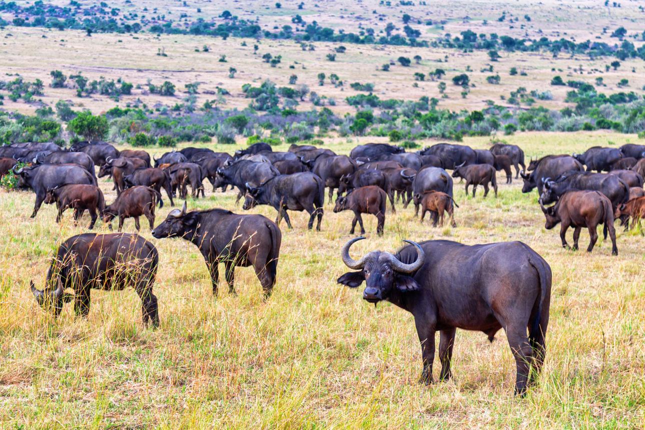 buffalo