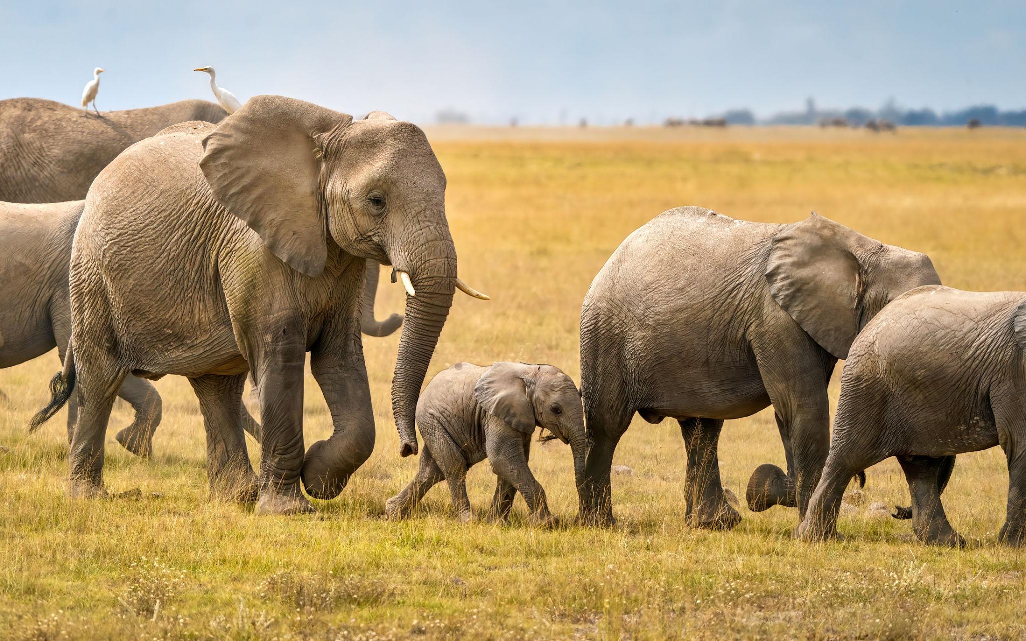 elephant