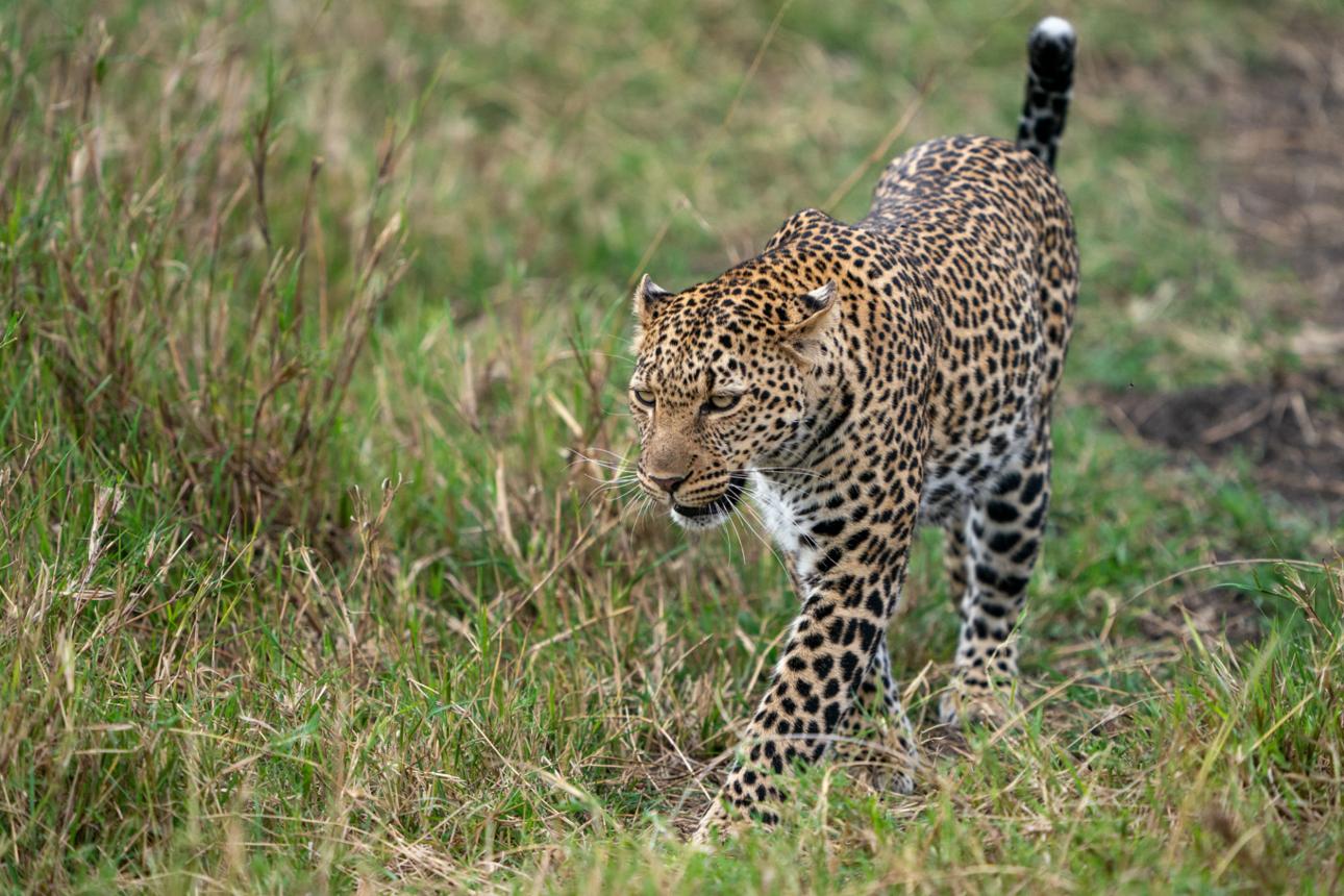 leopard