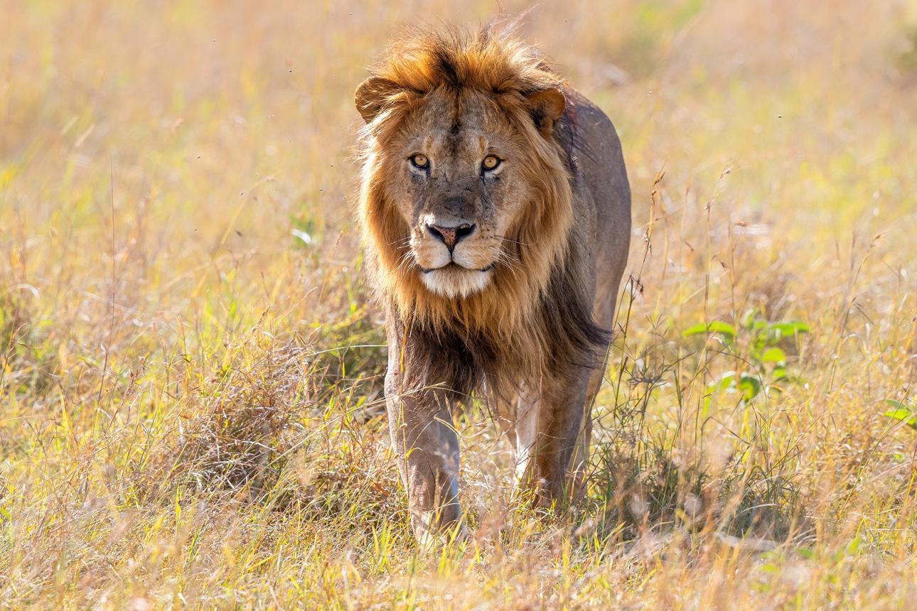 lion