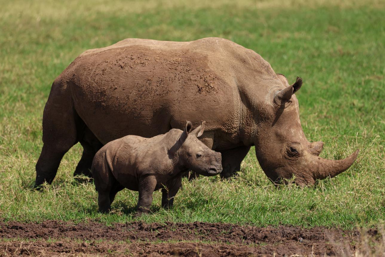 rhino